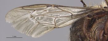 Media type: image;   Entomology 540 Aspect: Wing front
